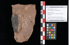 Foto (Objekt + Etikett) von Pinus sp. (NHMW-GEO-2024-0188-0195)
